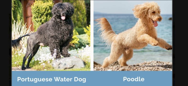 Portuguese Water Dog vs Poodle
