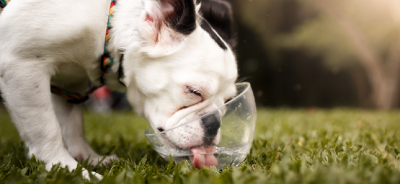 Petzooie - Article - Dogs - How much water does a dog need to drink