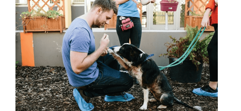 How to Train Your Dog to Greet People Politely