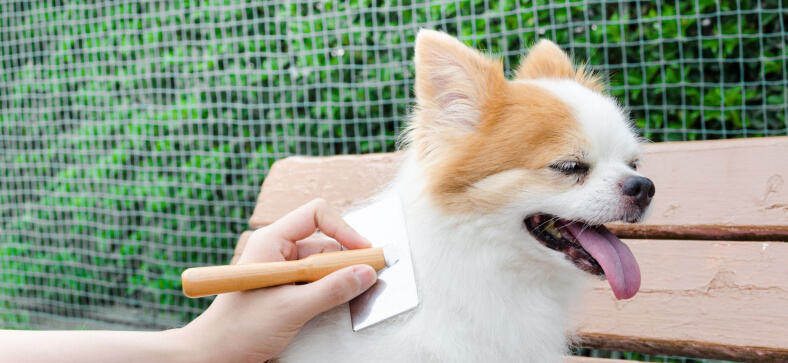 4 Best Mobile Dog Grooming in Tampa