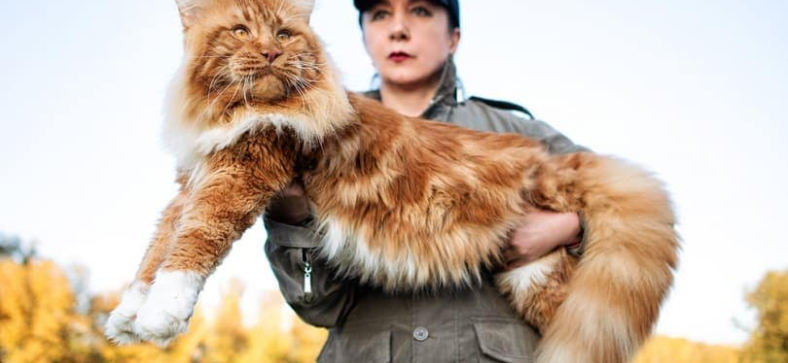 A-girl-holding-in-arms-a-huge-maine-coon-cat_Sergey-Ginak_Shutterstock.jpg