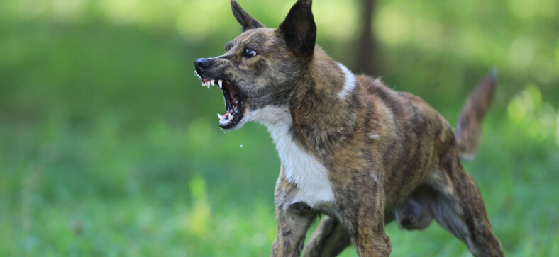 Can You Board an Aggressive Dog? 