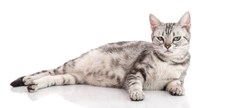Are American Shorthair Cats Affectionate? 