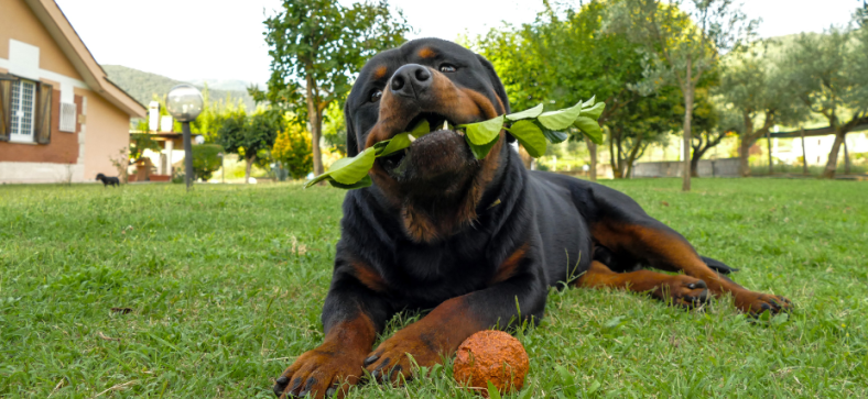 Are Dobermans And Rottweilers Related?