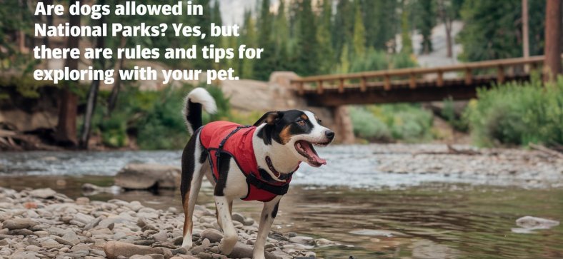 Are_Dogs_Allowed_in_National_Parks.jpeg