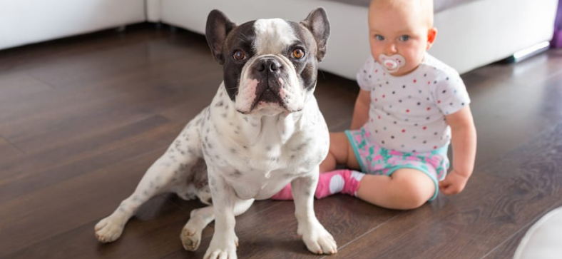 Are French Bulldogs Good with Kids