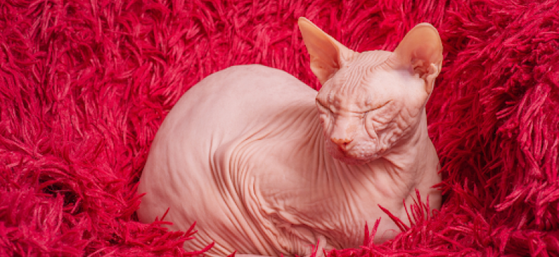 Are_Hairless_Cats_Hypoallergenic.png