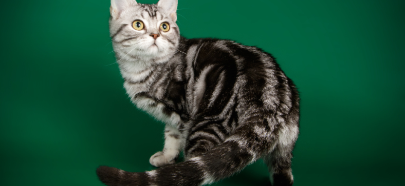 Are Manx's American Shorthair? 