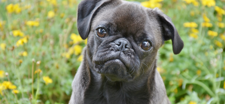 Are Pugs Chinese?