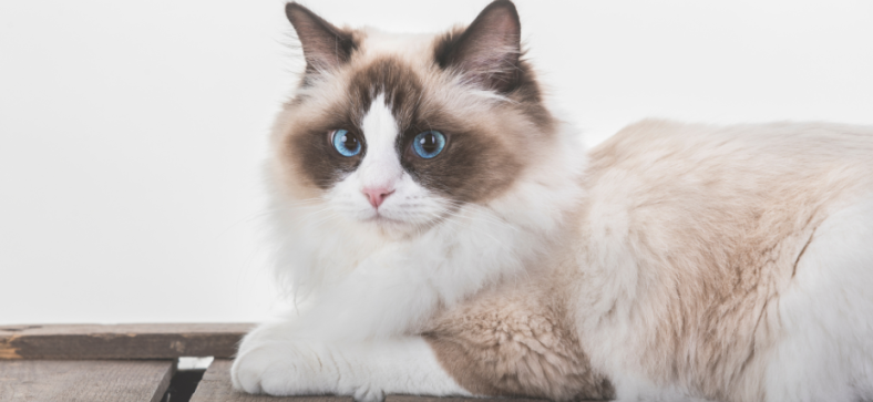 Are Ragdoll Cats Hypoallergenic? 