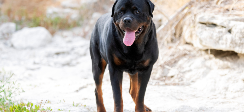 Are_Rottweilers_Aggressive.png