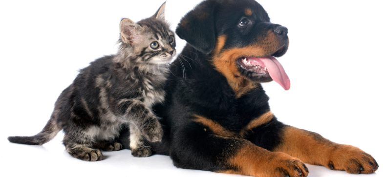 Are Rottweilers Good With Cats?