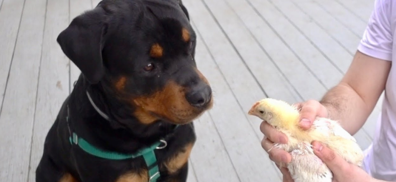 Are Rottweilers Good with Chickens?