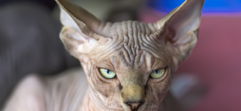 Are Sphynx cats nice