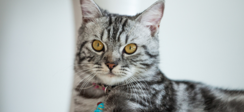 Are Tabby Cats American Shorthairs?
