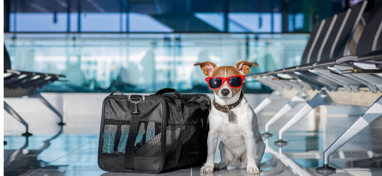 Should I Feel Bad About Boarding My Dog?