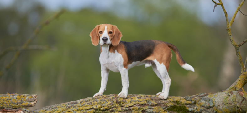 Beagle Growth and Weight Chart