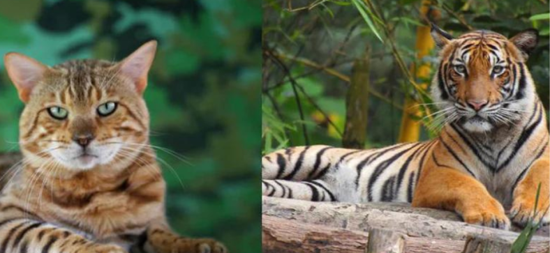 Bengal_Cat_vs_Tigers.png