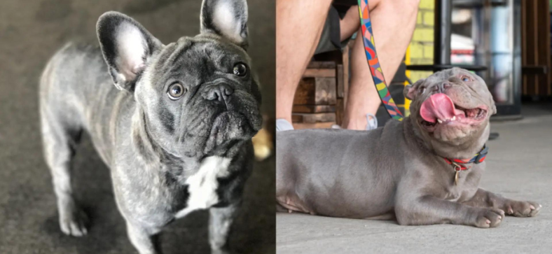 Blue Fawn vs Lilac French Bulldog: Mysteries of Their Colors