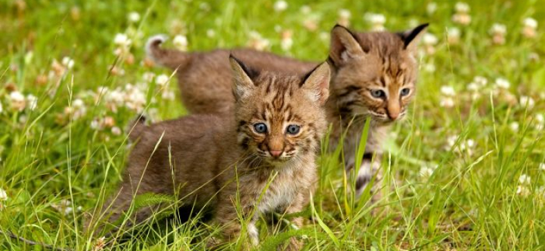 Bobcat-Domestic_Cat_Hybrid.jpg