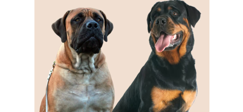 Boerboel Dog vs Rottweiler