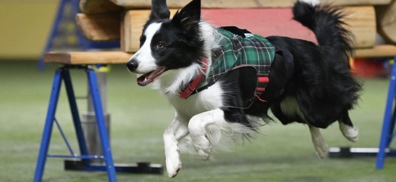 Border Collie Training