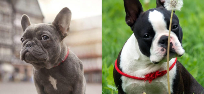 Boston Terrier vs Pug vs French Bulldog