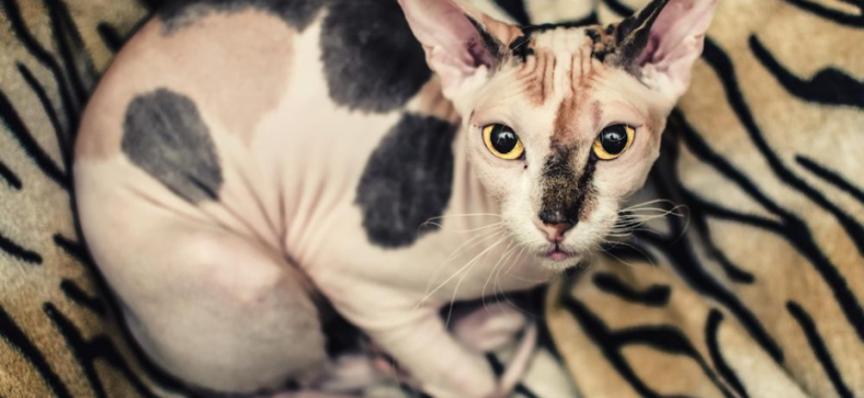 Calico Sphynx Cat