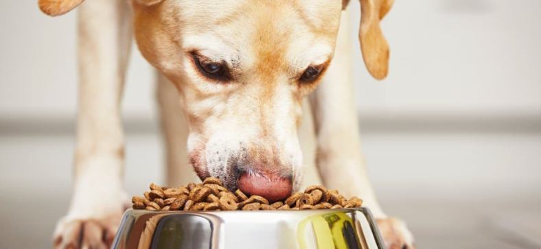 Can Dogs Eat Cinnamon? 