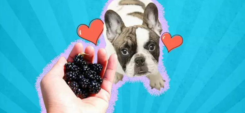 Can French Bulldogs Eat Blackberries? 
