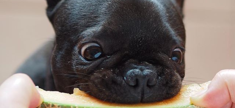Can French Bulldogs Eat Cantaloupe?