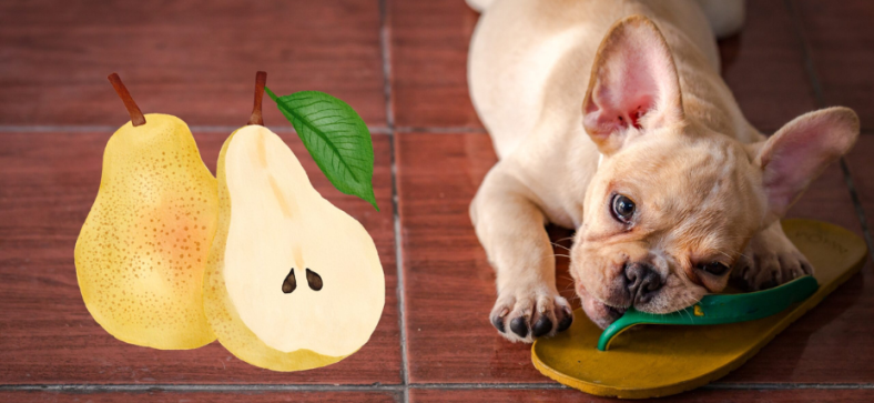Can French Bulldogs Eat Pears?