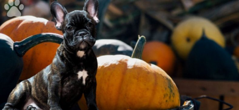 Can French Bulldogs Eat Pumpkin? 