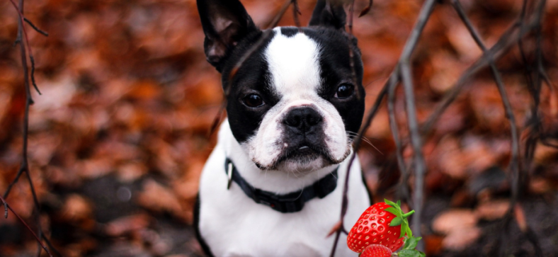 Can French Bulldogs Eat Strawberries? 