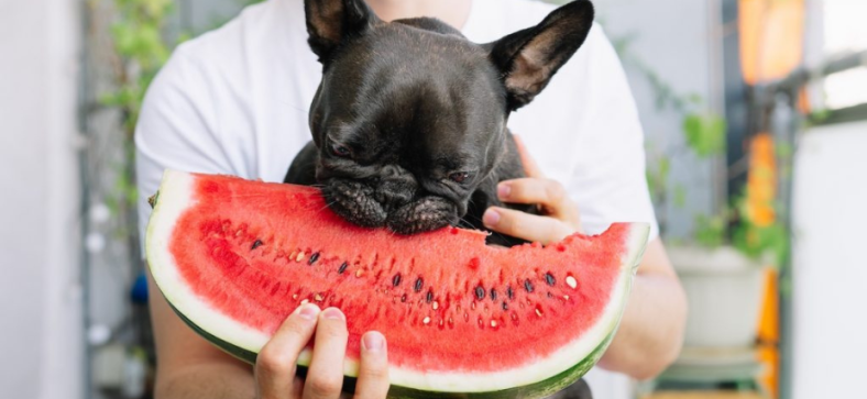 Can French Bulldogs Eat Watermelon? 