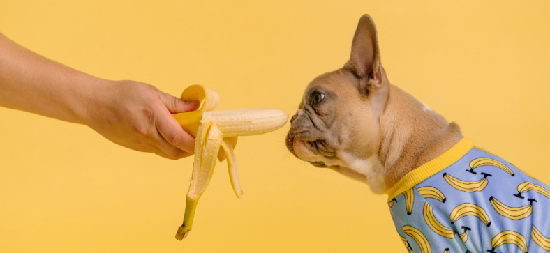 Can_French_Bulldogs_Have_Bananas.png