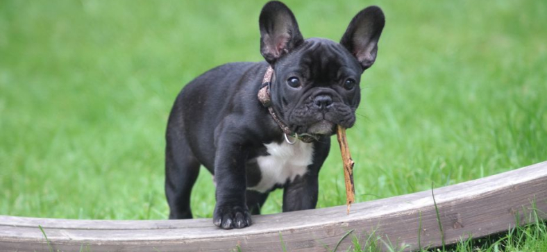 Can French Bulldogs swim?