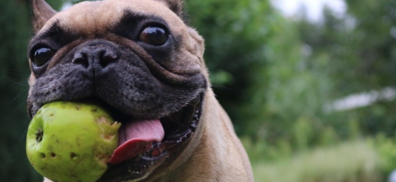 Can Pugs Eat Apples?