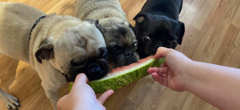 Can_Pugs_Eat_Watermelon.png