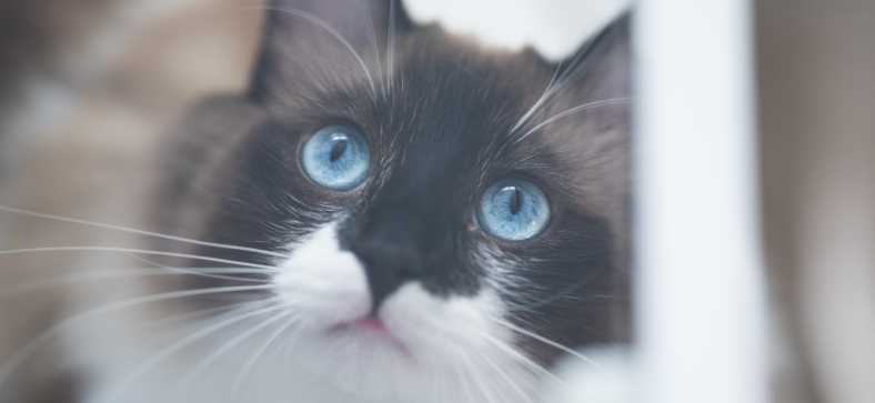 Unveiling the Mystery: Ragdoll Cats can be black?