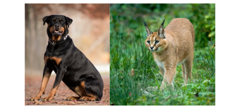 Caracal vs Rottweiler