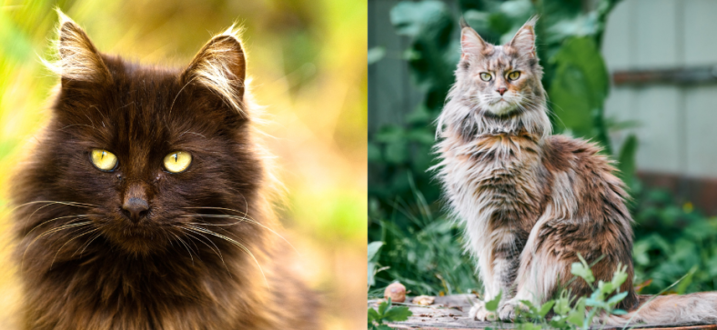 Chantilly Tiffany vs Maine Coon