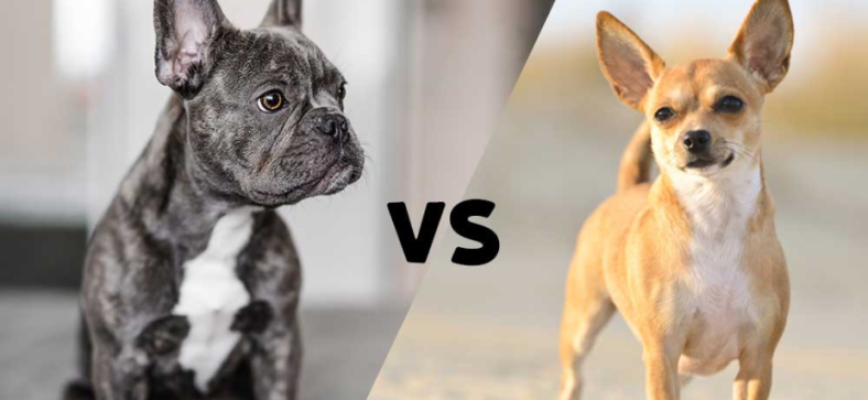 Chihuahua vs French Bulldog