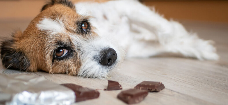 What To Do If Your Dog Ate Chocolate