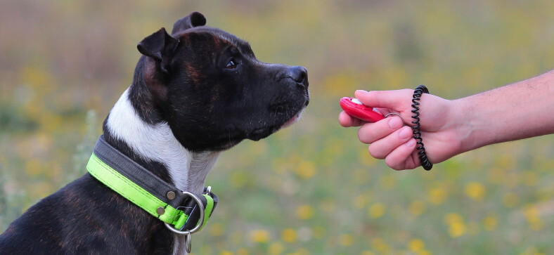 How to Clicker Train a Dog