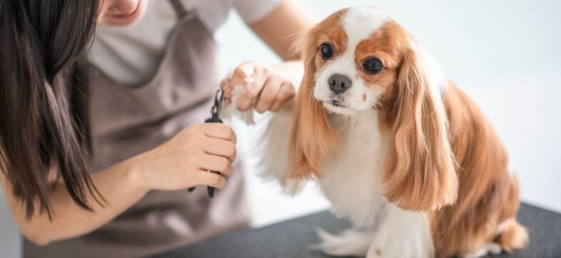 How to groom a cavalier King Charles spaniel