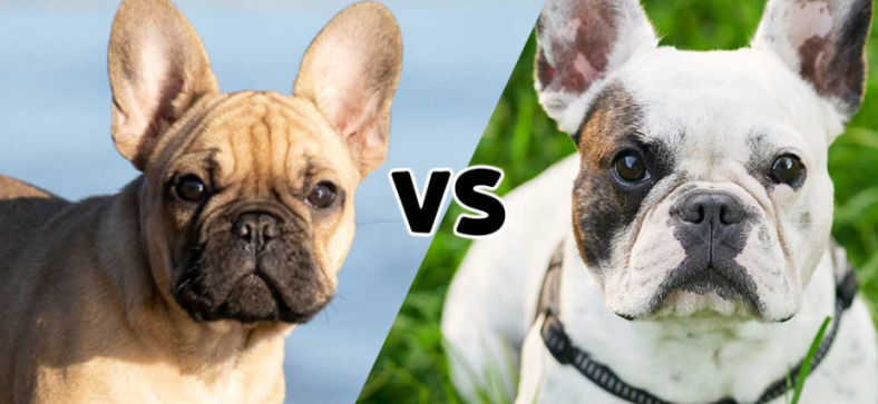 Miniature vs French Bulldog: Breeds Compared - Petzooie
