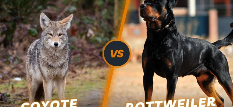 Coyote-vs-Rottweiler.jpg