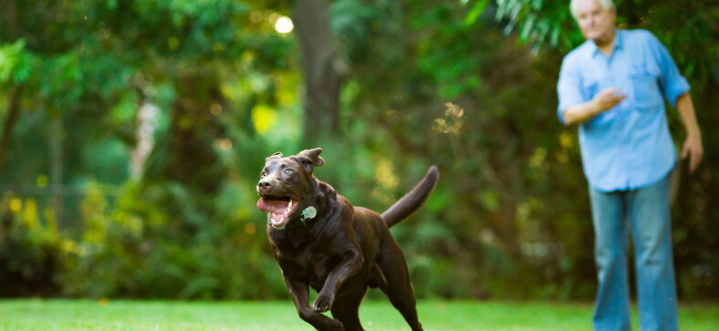 How Much Does Private Dog Training Cost