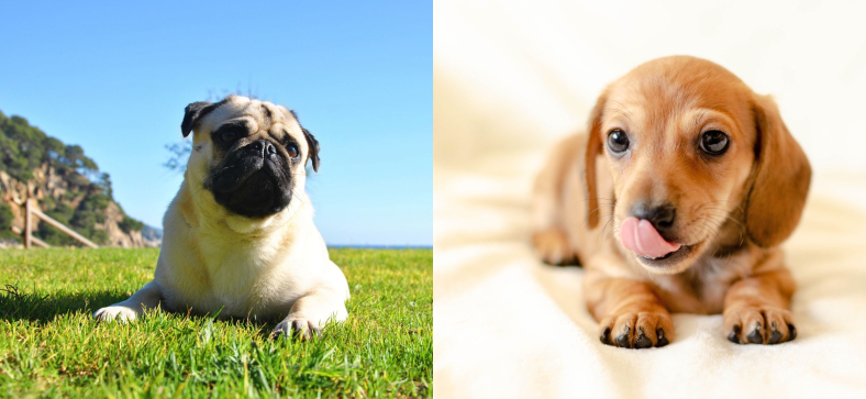 Pug vs Dachshund